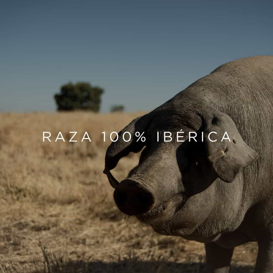 qué come el cerdo ibérico Beher