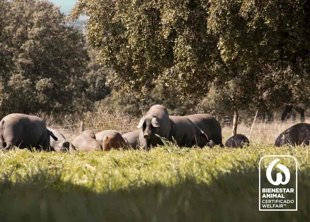 cerdos 100% raza ibérica finca bienestar animal Beher