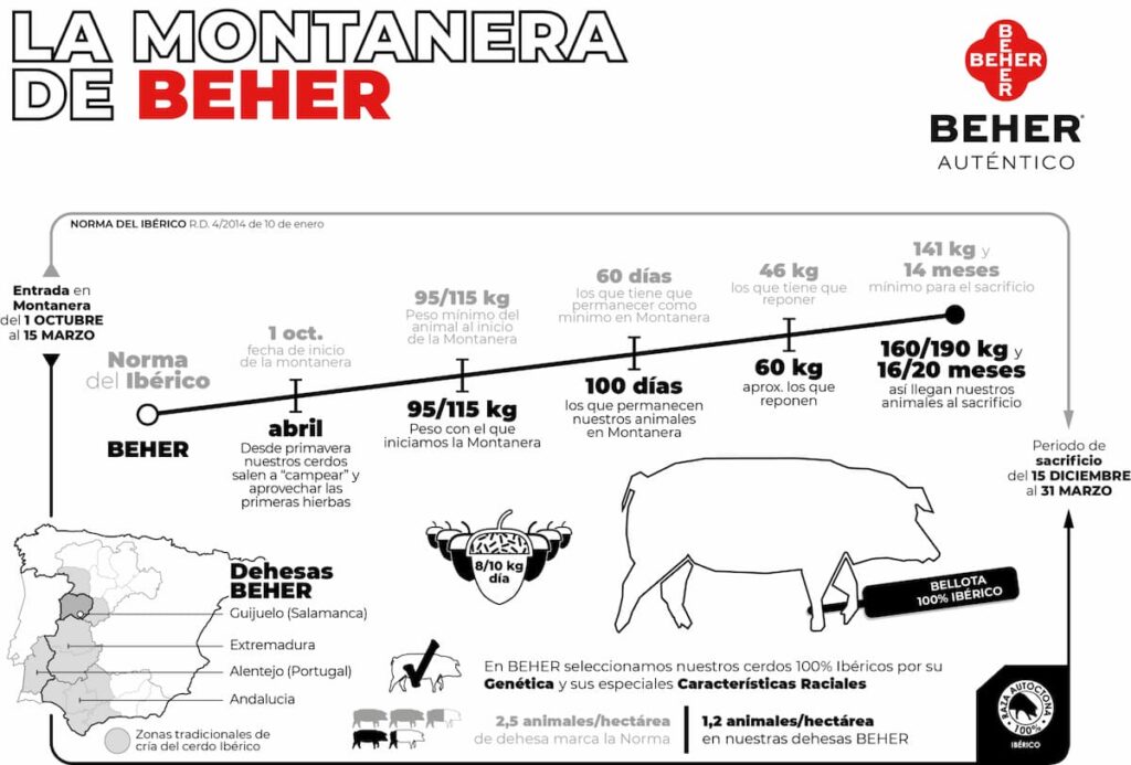 ciclo montanera Beher