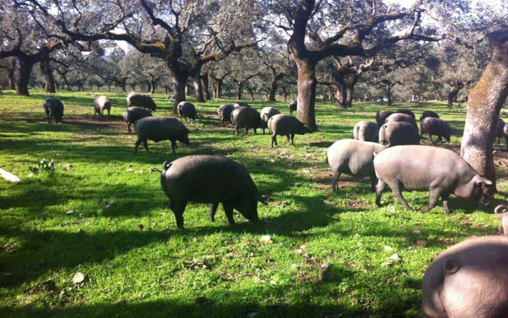 montanera pilar del cerdo ibérico Beher
