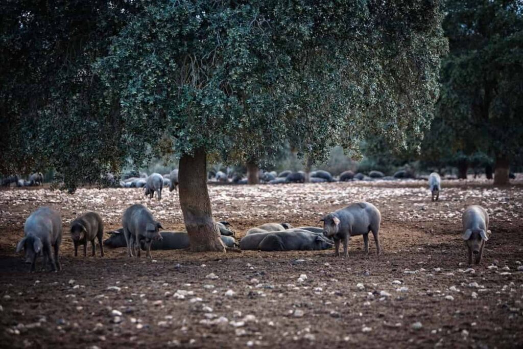 factores peso jamón ibérico Beher