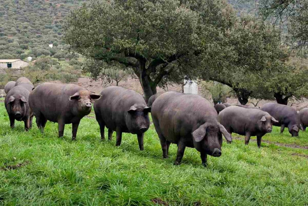 de dónde es el jamón ibérico cerdos dehesa