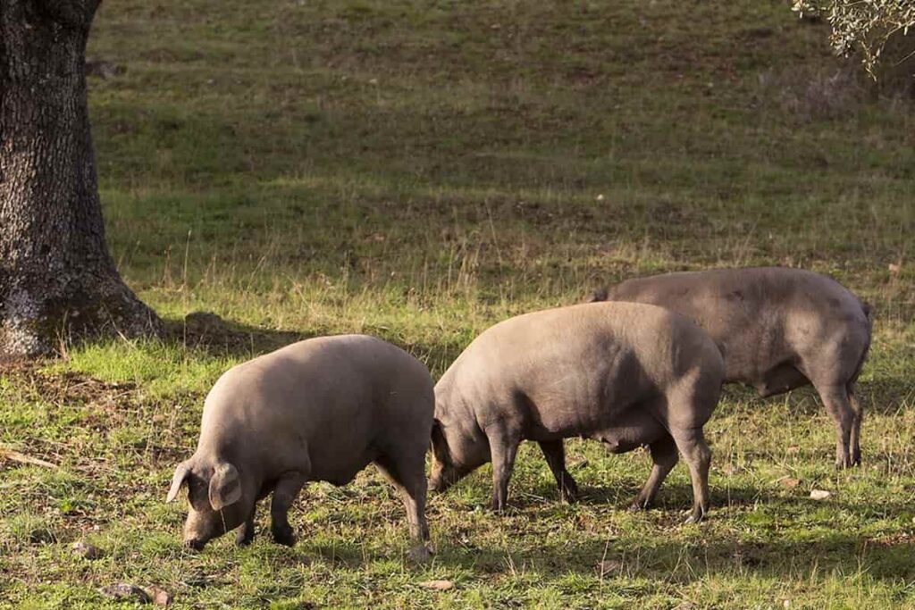 montanera factores proteínas jamón Beher