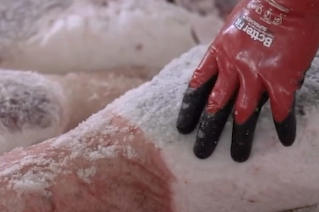 cómo se hace la salazón Beher