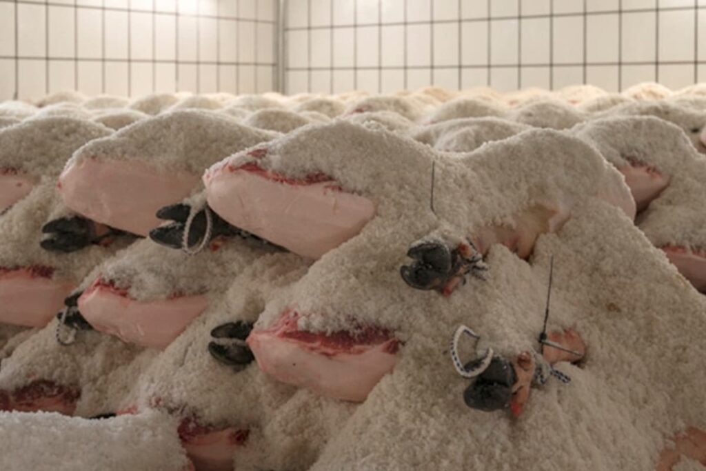 salazón jamón ibérico arte del salado Beher