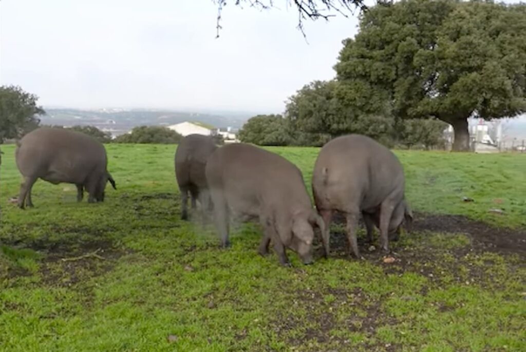 la dehesa montanera 2025-2026 Beher