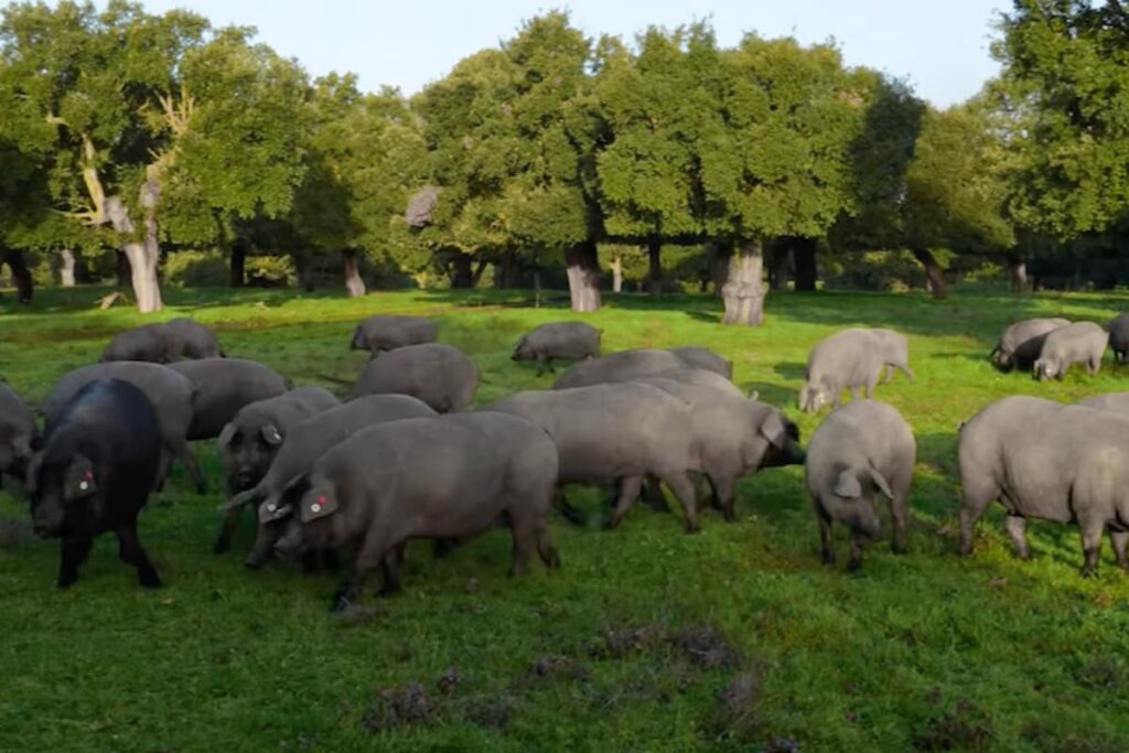 montanera 2025-2026 crece 3% Beher