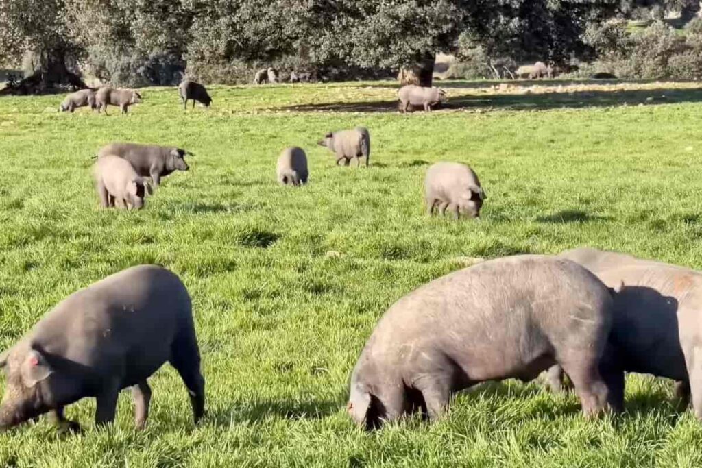 tercera parada cerdo 100% ibérico Víctor Sanchego Beher