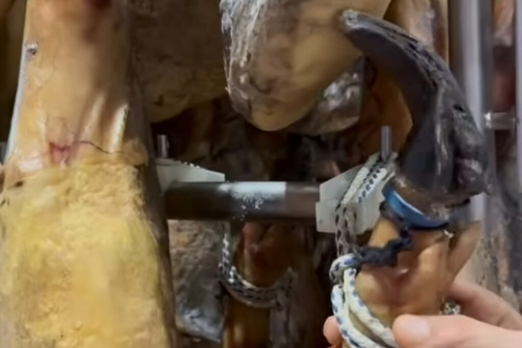 pezuña en babucha calidad jamón Beher