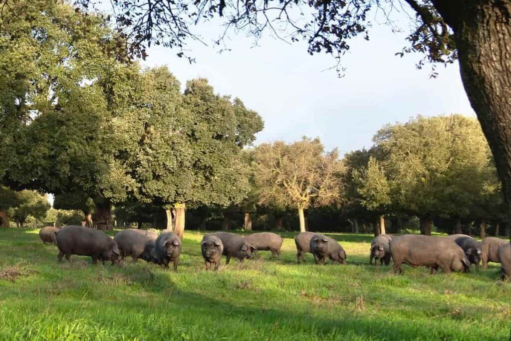 qué mirar para elegir un buen jamón ibérico color pezuña Beher