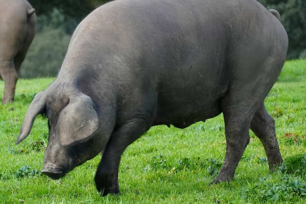 diferencias raza Duroc cerdo ibérico Beher