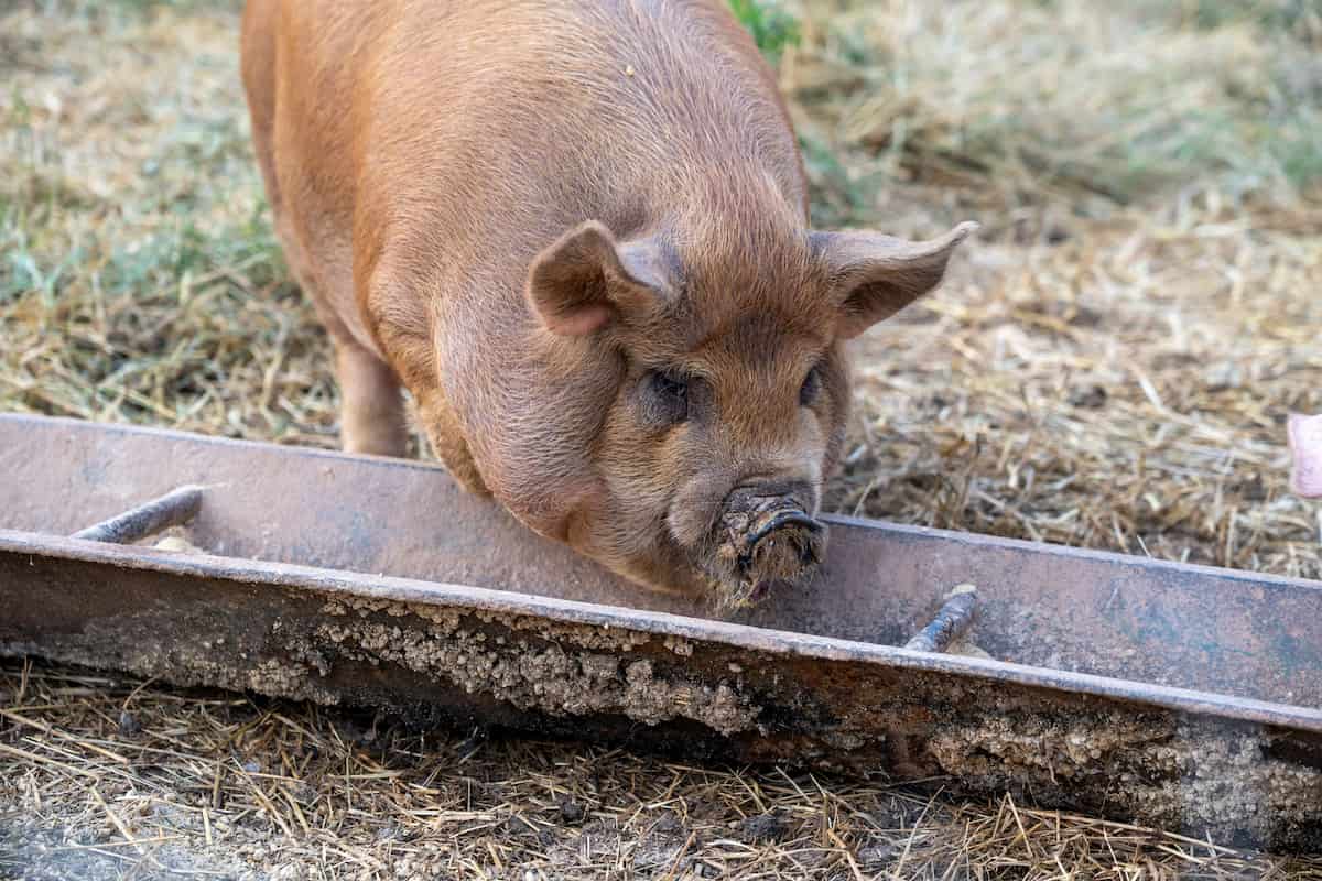 qué es el jamón Duroc diferencias Beher